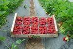 Italien: Sabrosa und Sabrina führend im Erdbeer-Anbau