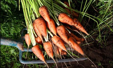 Freshgro's Carbon-neutral Chantenay carrots