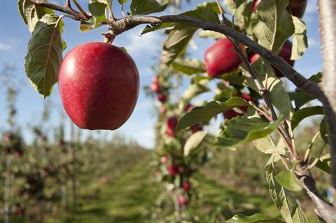 NZ apples