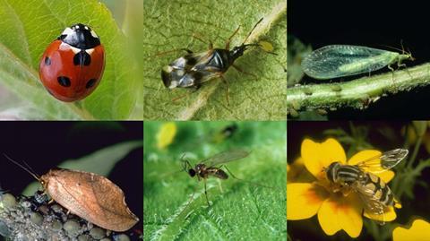 nuetzlinge-erkennen-agroscope