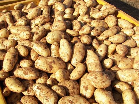 Guter Einstieg für Speisefrühkartoffeln