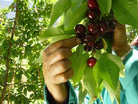 South Africancherries