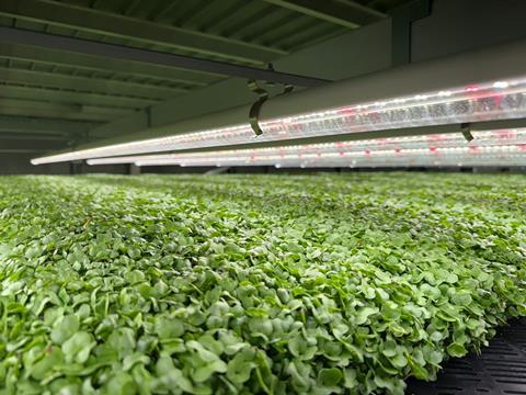 Cress production is the main focus of the new partnership