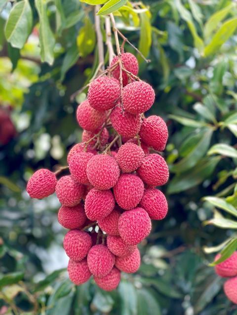 Lychees photo credit Britchis Brazil-ipd