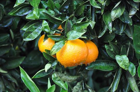 Regen verhindert Citrus-Ernte