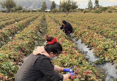 Inia strawberry trial