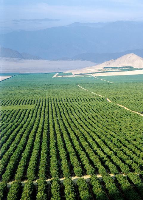 Avocado-Plantage_Peru_03.jpg