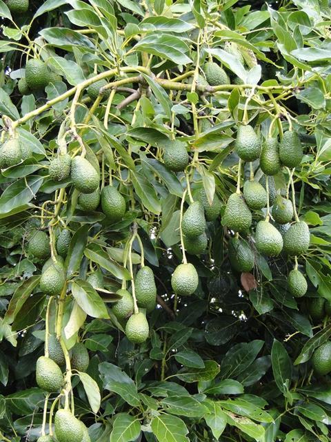 Neuseeland: Schädlingsbefall an Avocado-Bäumen