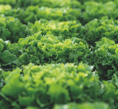 Enza Zaden has a strong lettuce portfolio