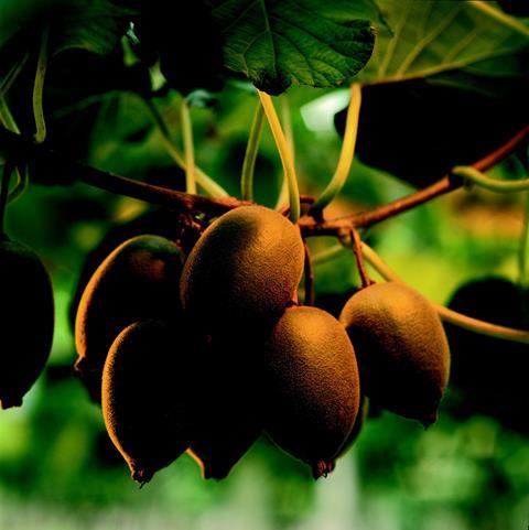 Zespri Kiwi: Früher Saisonstart