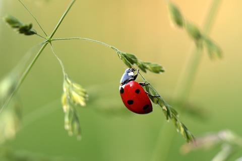 ladybug-1480102_1280