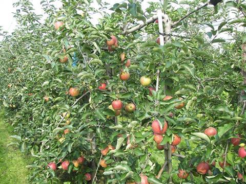 USDA: Weltweite Apfelproduktion steigt auf 75,7 Millionen Tonnen