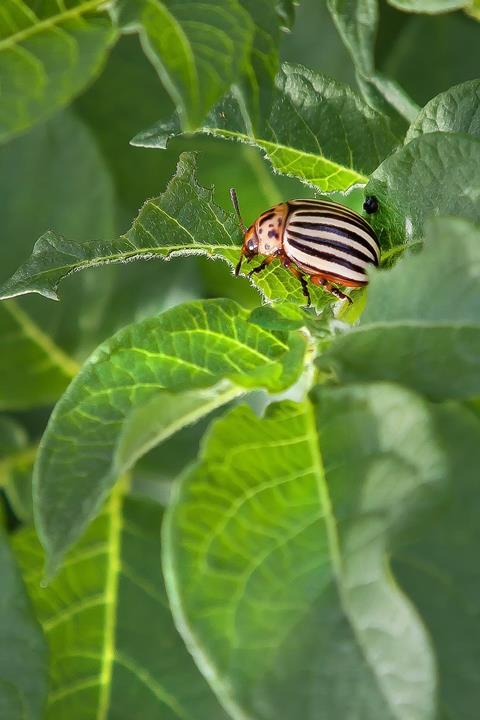 potato-beetle-4415684_1920