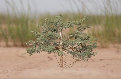 Ifad Libya
