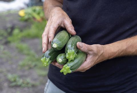 Rijk Zwaan courgette in hands