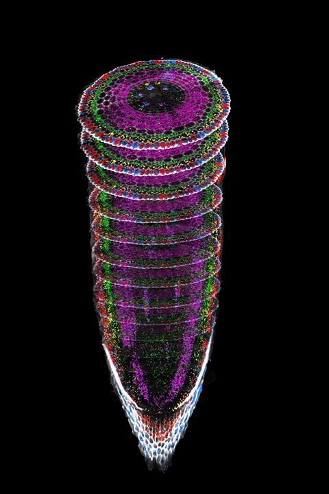 An artistic fusion of spatial transcriptomic landscapes from longitudinal and transverse rice root sections