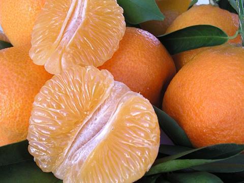 Soft Citrus-Produktion erreicht Rekordmenge