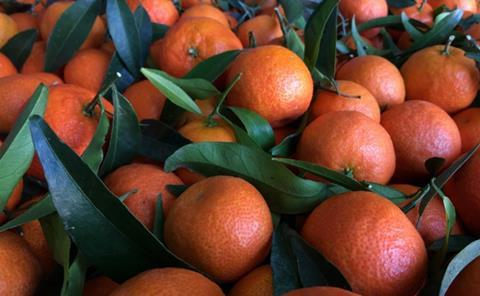 Clementine-768x474_01.jpg