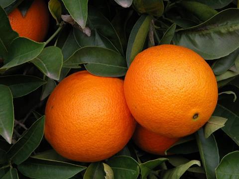 Andalusien: Citrusproduktion um 12,3% gestiegen