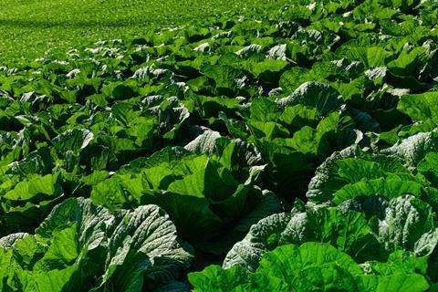 Green vegetables growing in Asia