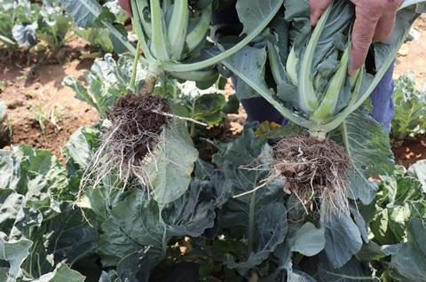 Rijk Zwaan cauliflower Paxton roots