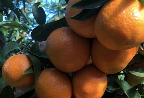 Tesco's new mandarin hybrids