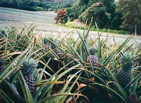 Australia pineapples