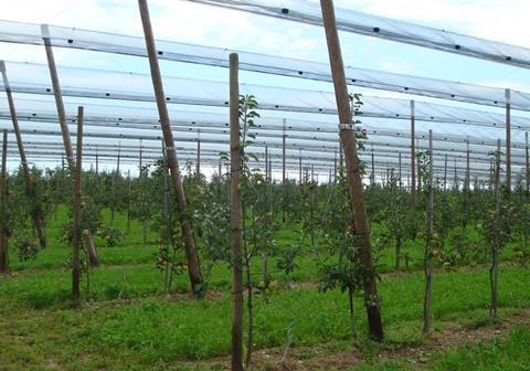 Niederlande: Mehr Äpfel, weniger Birnen