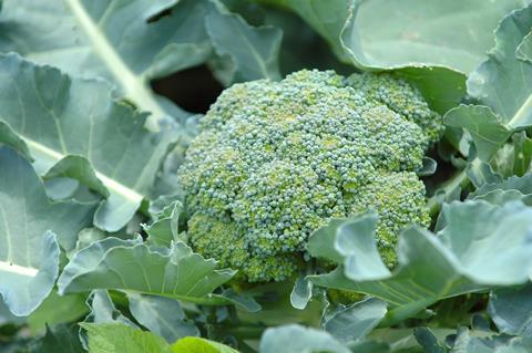 Broccoli in field