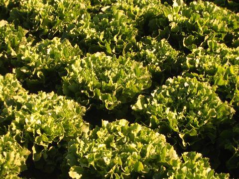 Italien: Zu warmer Winter sorgt für Krise bei Salaten