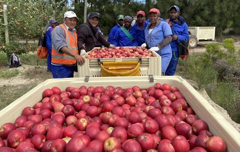 Bingo Gala apples South Africa