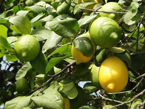 Türkei Zitronen am Baum Sorte Interdonato (7)