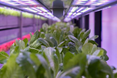Vertical Future greens