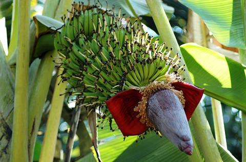 indian-green-banana-5171301_1920