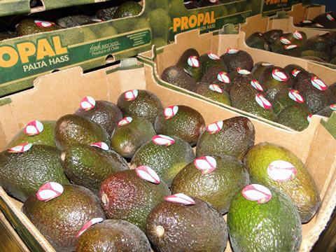 Hass_Avocados_Chile__1__01.JPG