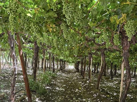 Chilean grapes