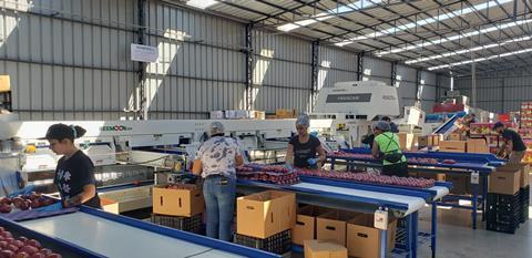 Reemoon’s technology in action for Chilean fruit processing and packaging company Crisanto