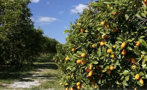 Moroccan citrus