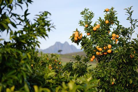 South Africa Mandarins on tree