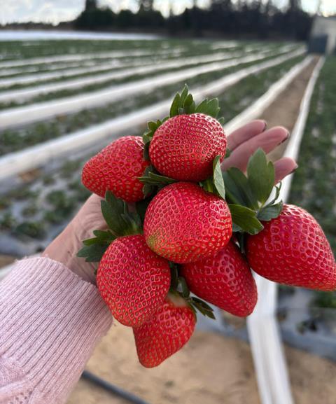 Egypt Fresh All Green strawberries