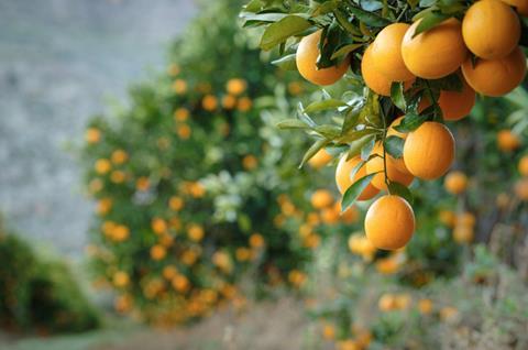 Valencia oranges on tree