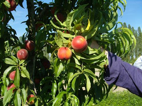 Steinobst Italien