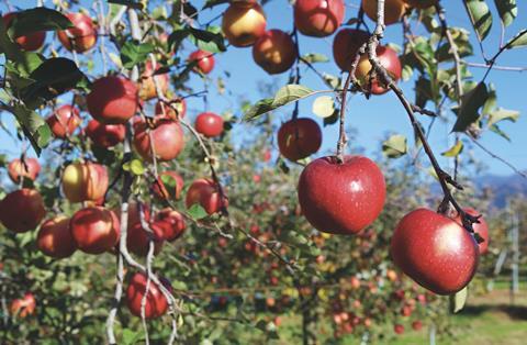 Chilean apples