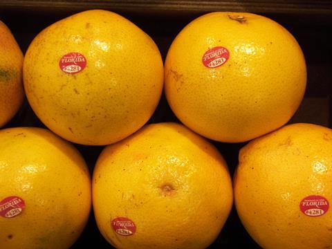 Florida_Grapefruit_Citrus_06.JPG