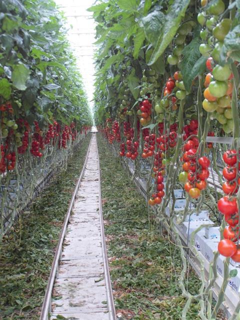 Im Rheinland läuft die Tomatenernte