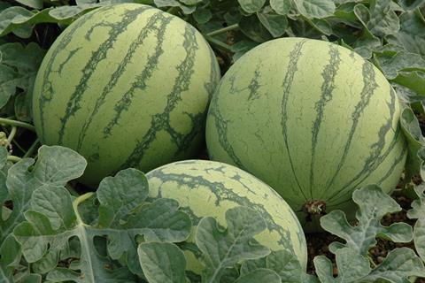 Drei noch nicht geerntete Wassermelonen aus Spanien auf dem Feld.