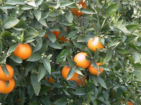 naranjas