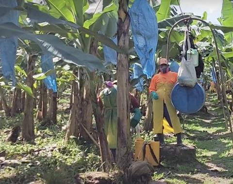 Chiquita Panama