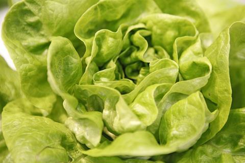 Salat_FL_2012__19__02.jpg
