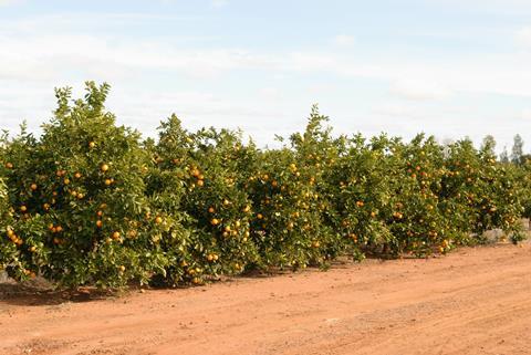 Australia citrus grove Adobe